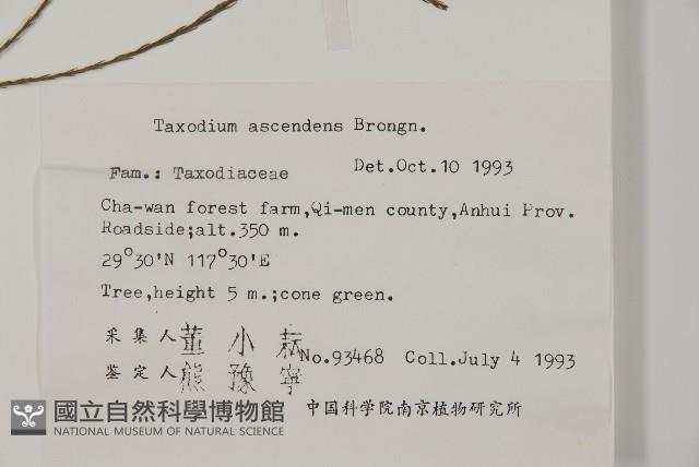 池杉藏品圖，第2張