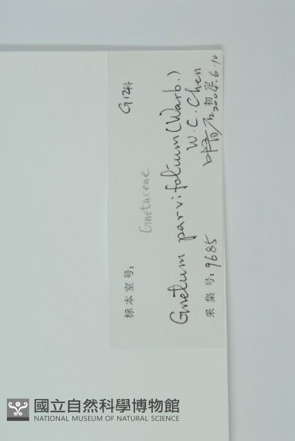 小葉買麻藤藏品圖，第2張