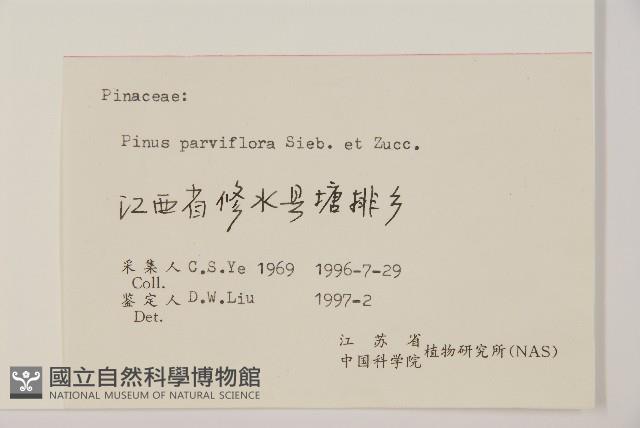 五葉松藏品圖，第2張