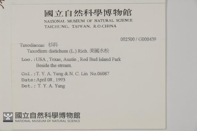 落羽松、美國水松藏品圖，第2張