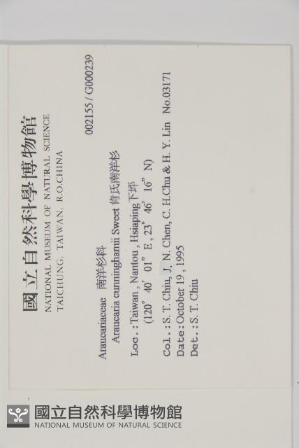 肯氏南洋杉藏品圖，第2張