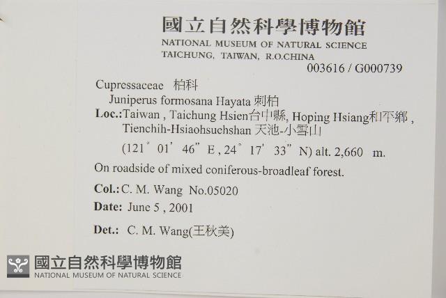 刺柏藏品圖，第2張