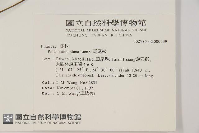 馬尾松藏品圖，第2張