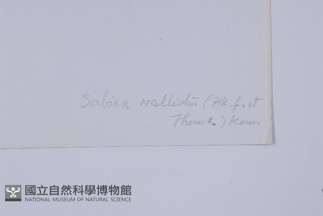 滇藏方枝柏藏品圖，第2張