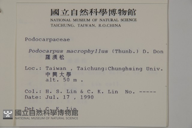 大葉羅漢松藏品圖，第2張