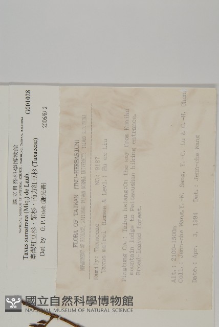 臺灣紅豆杉、紫杉、南方紅豆杉藏品圖，第2張