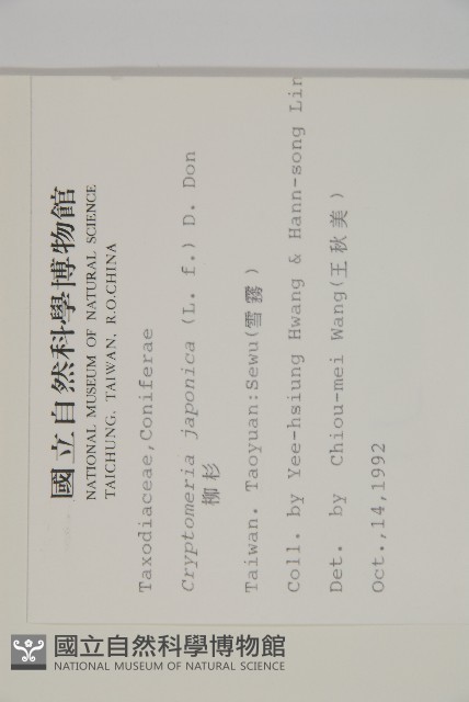 柳杉藏品圖，第2張