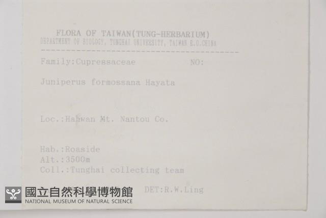 刺柏藏品圖，第2張