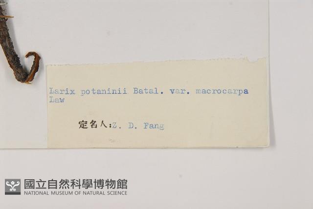 大果紅杉藏品圖，第2張