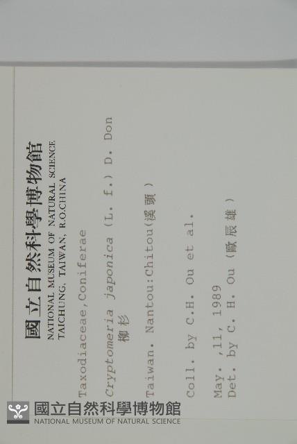 柳杉藏品圖，第2張