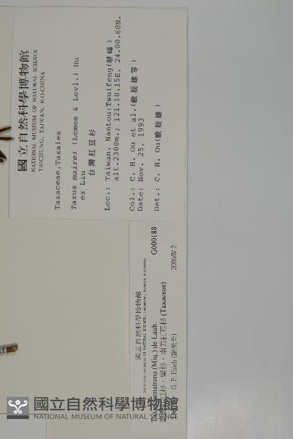 臺灣紅豆杉、紫杉、南方紅豆杉藏品圖，第2張