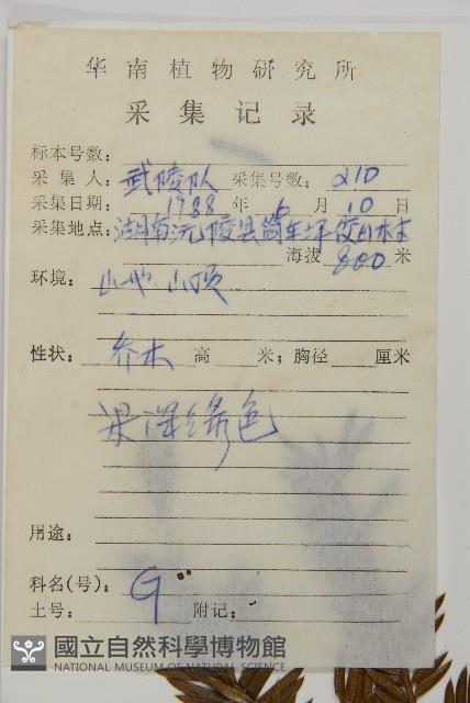 篦子三尖杉藏品圖，第2張