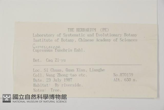 柏木、柏樹藏品圖，第2張