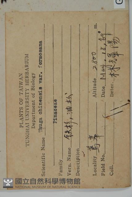 臺灣鐵杉藏品圖，第2張