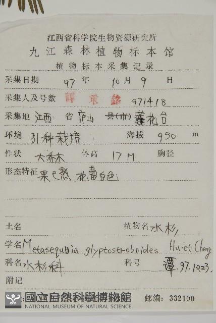 水杉藏品圖，第2張