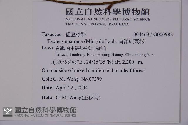 臺灣紅豆杉、紫杉、南方紅豆杉藏品圖，第2張