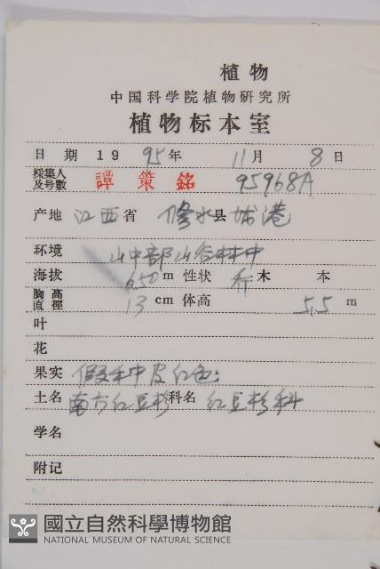 南方紅豆杉藏品圖，第2張