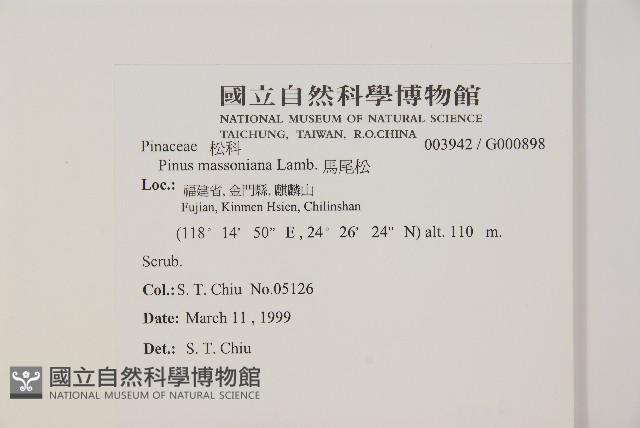 馬尾松藏品圖，第2張