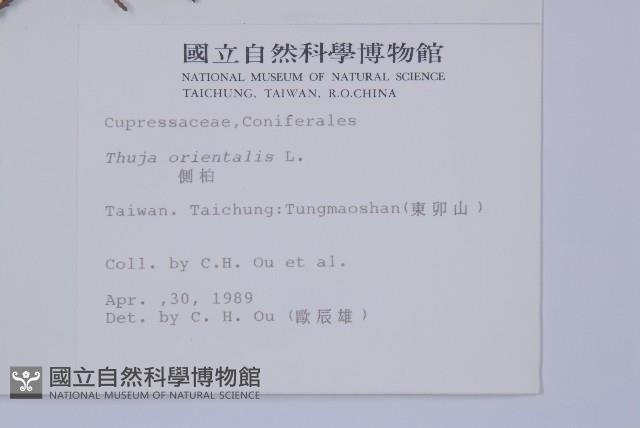 側柏藏品圖，第2張