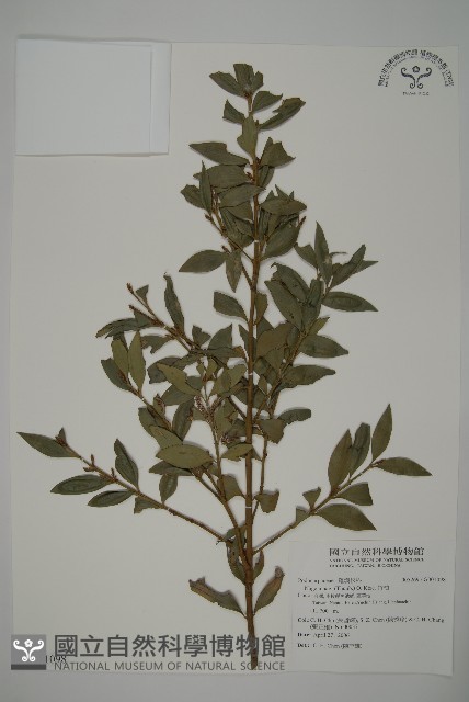 竹柏藏品圖，第1張