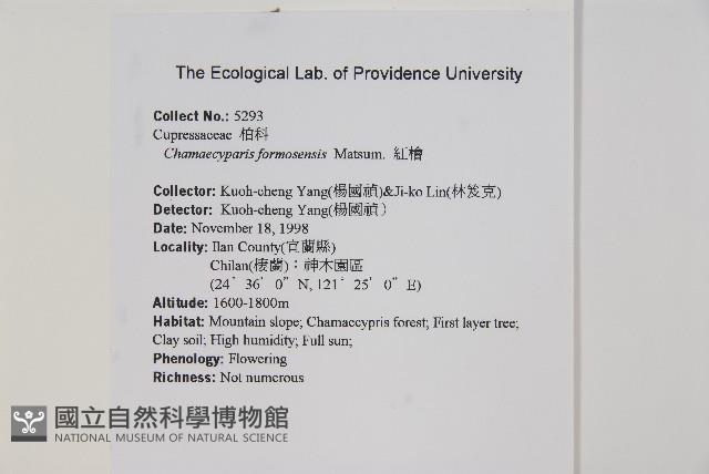 紅檜藏品圖，第2張