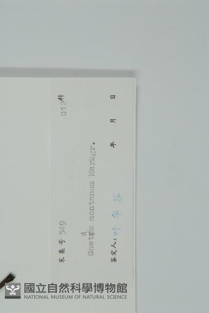 買麻藤藏品圖，第2張