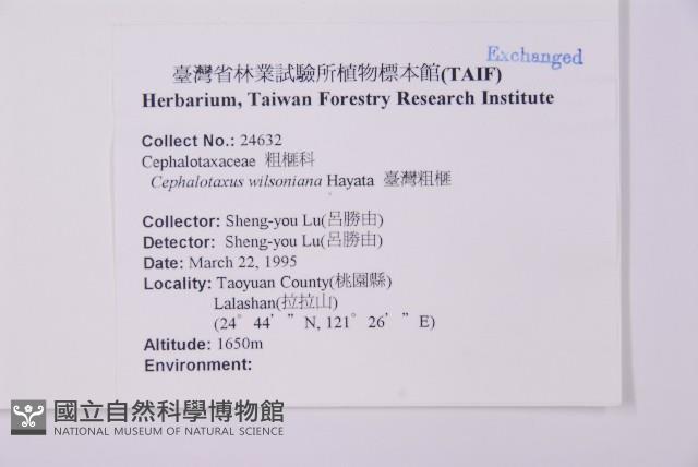 臺灣粗榧、台灣三尖杉藏品圖，第2張