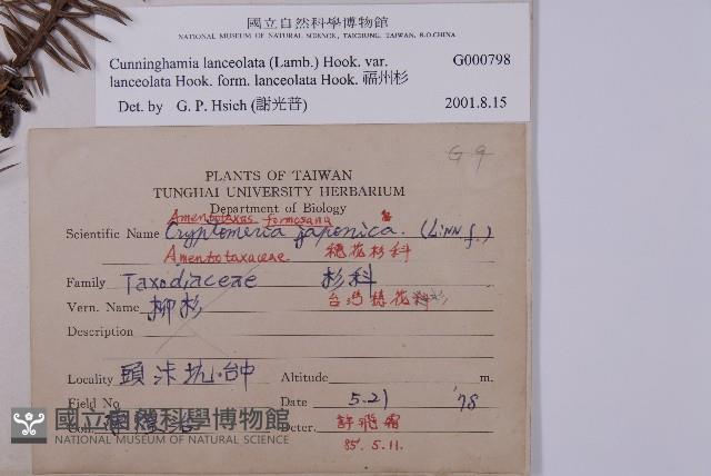 Chinese fir Collection Image, Figure 2, Total 4 Figures