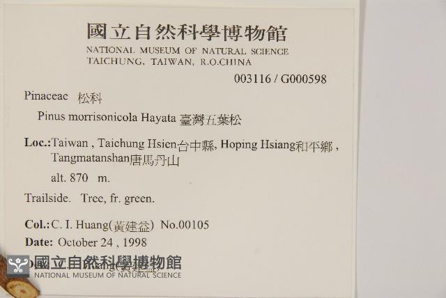 臺灣五葉松藏品圖，第2張
