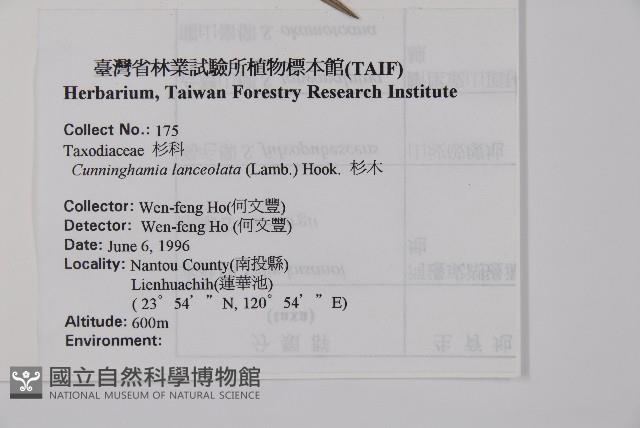 杉木藏品圖，第2張