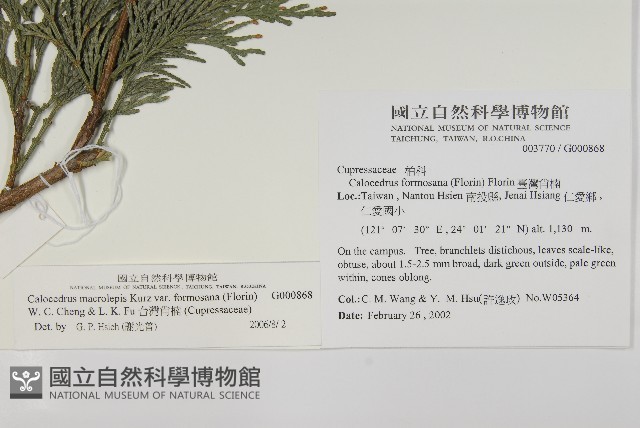 台灣肖楠藏品圖，第2張