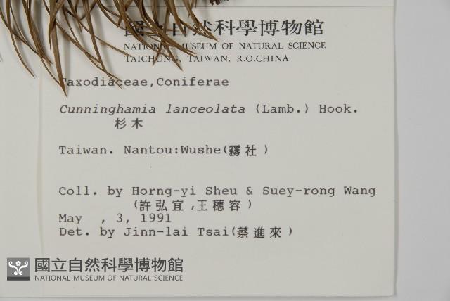 杉木藏品圖，第2張