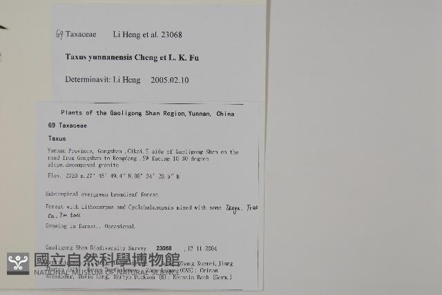 雲南紅豆杉藏品圖，第2張