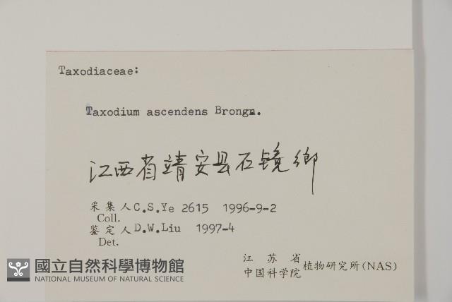 池杉藏品圖，第2張
