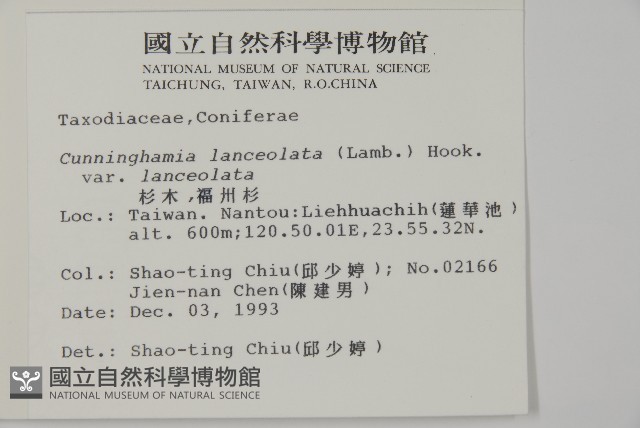 杉木藏品圖，第2張