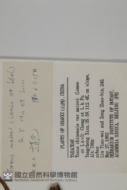 臺灣紅豆杉藏品圖，第2張