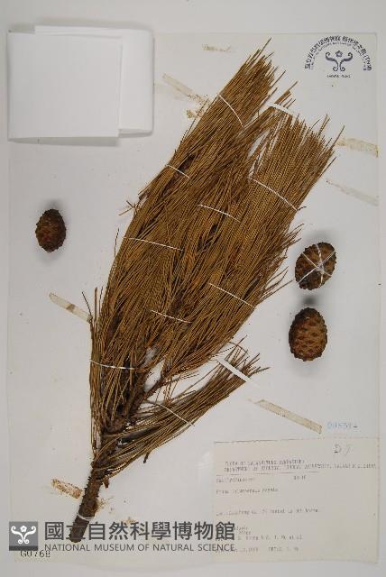 臺灣二葉松藏品圖，第1張