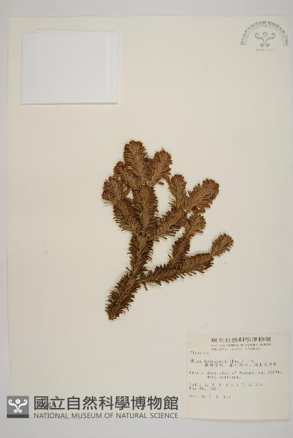 臺灣冷杉藏品圖，第1張