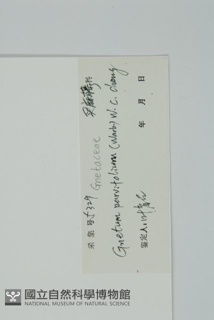 小葉買麻藤藏品圖，第2張