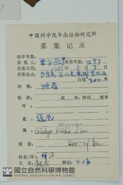 銀杏藏品圖，第2張