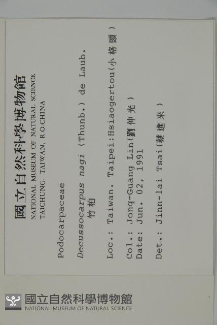 竹柏、南攻竹柏藏品圖，第2張