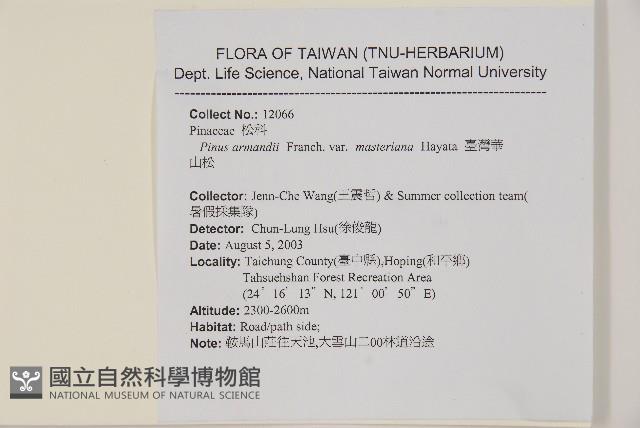 臺灣華山松藏品圖，第2張