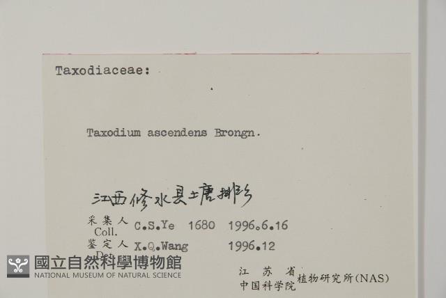 池杉藏品圖，第2張