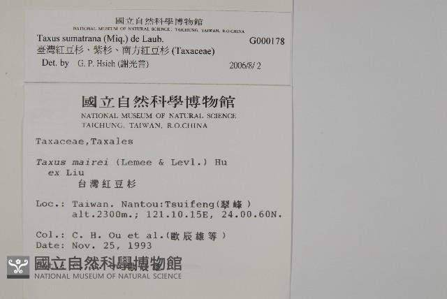 臺灣紅豆杉、紫杉、南方紅豆杉藏品圖，第2張