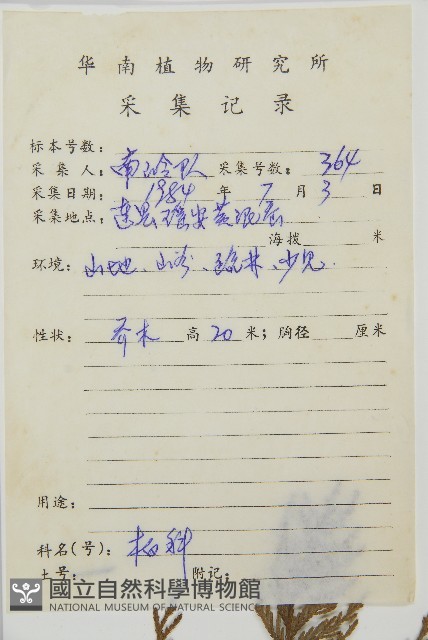 柏木、柏樹藏品圖，第2張
