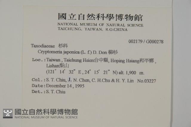 柳杉藏品圖，第2張