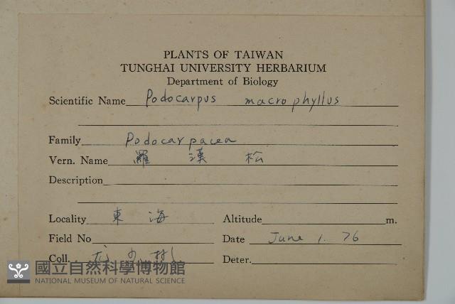 大葉羅漢松藏品圖，第2張