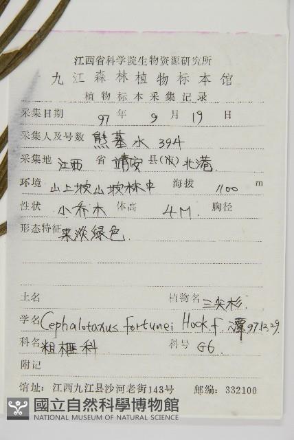 三尖杉藏品圖，第2張