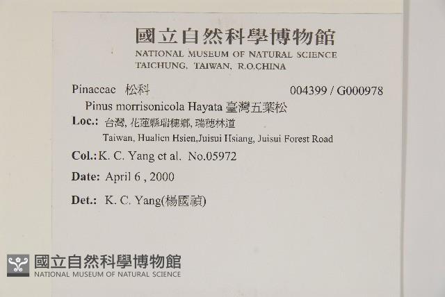 臺灣五葉松藏品圖，第2張