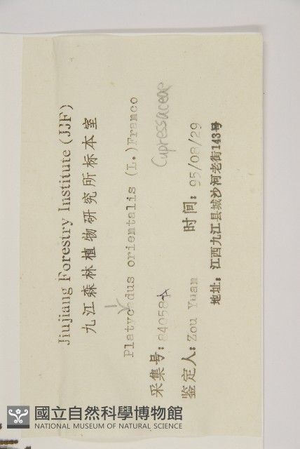 側柏藏品圖，第2張